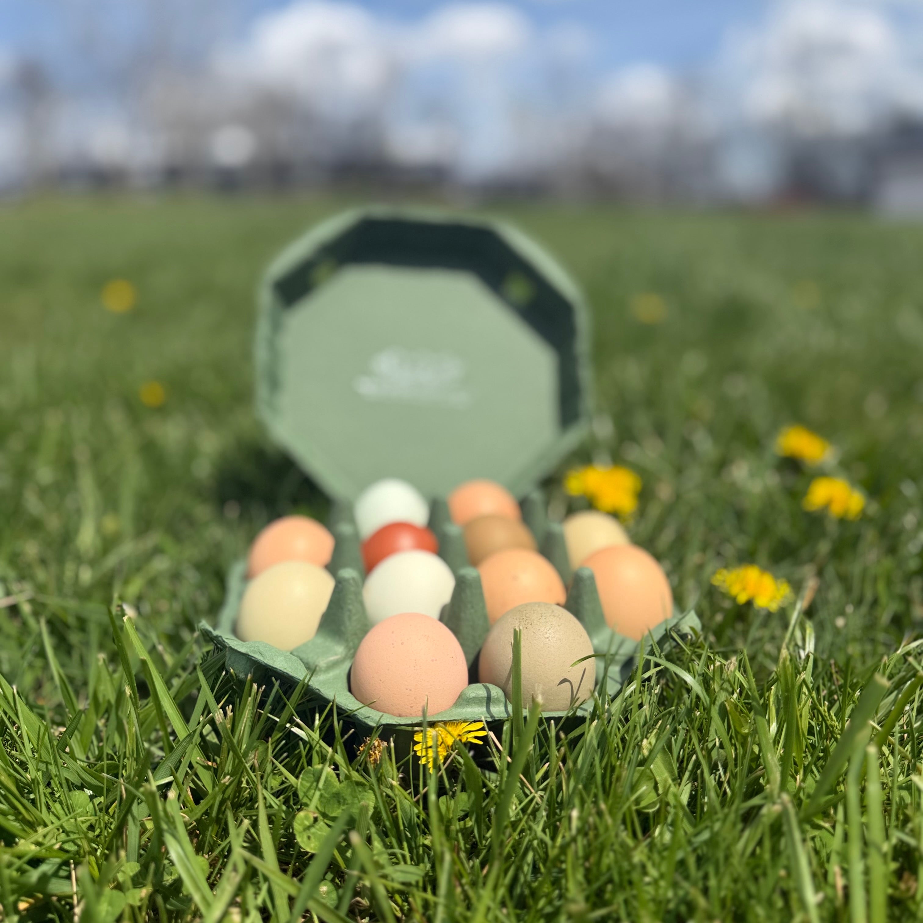 Chicken Eggs