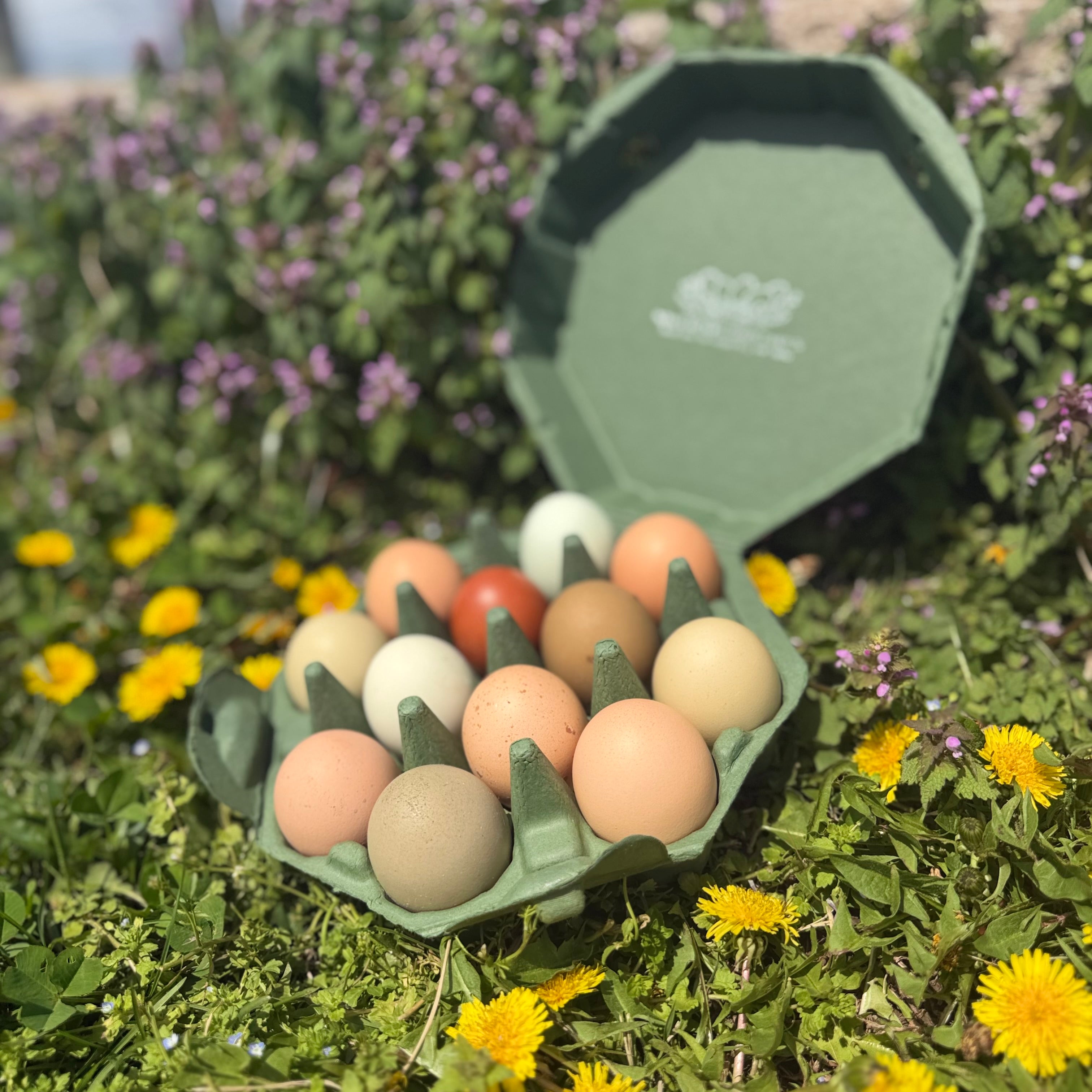 Chicken Eggs
