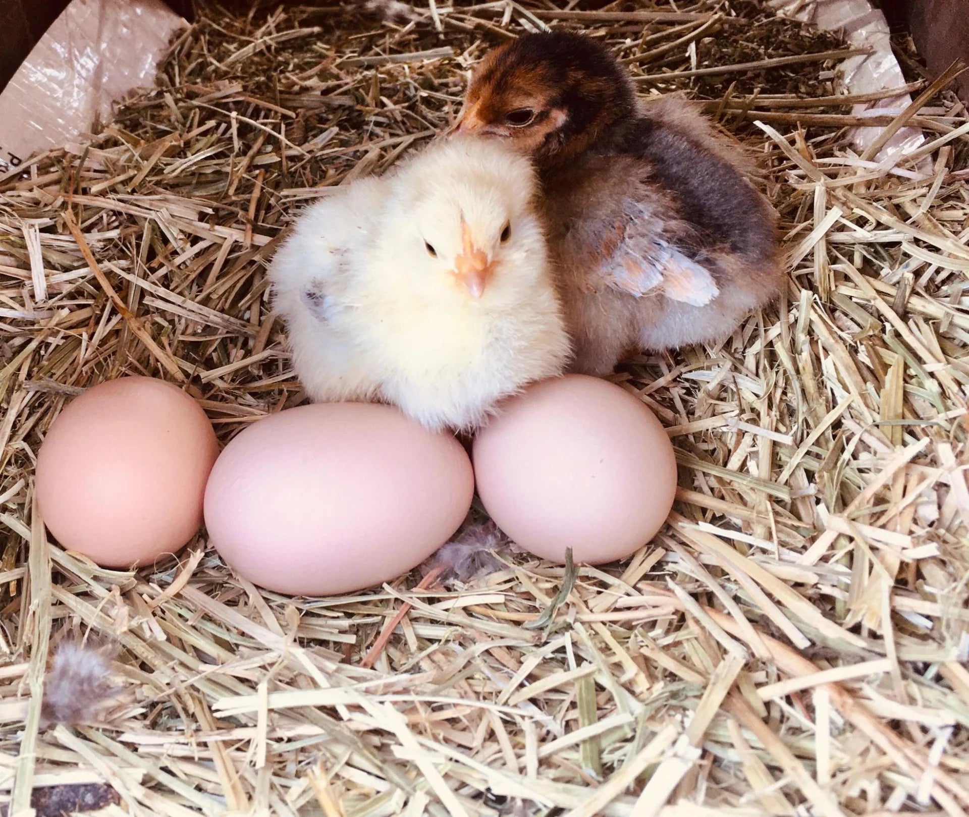 Chicken Eggs