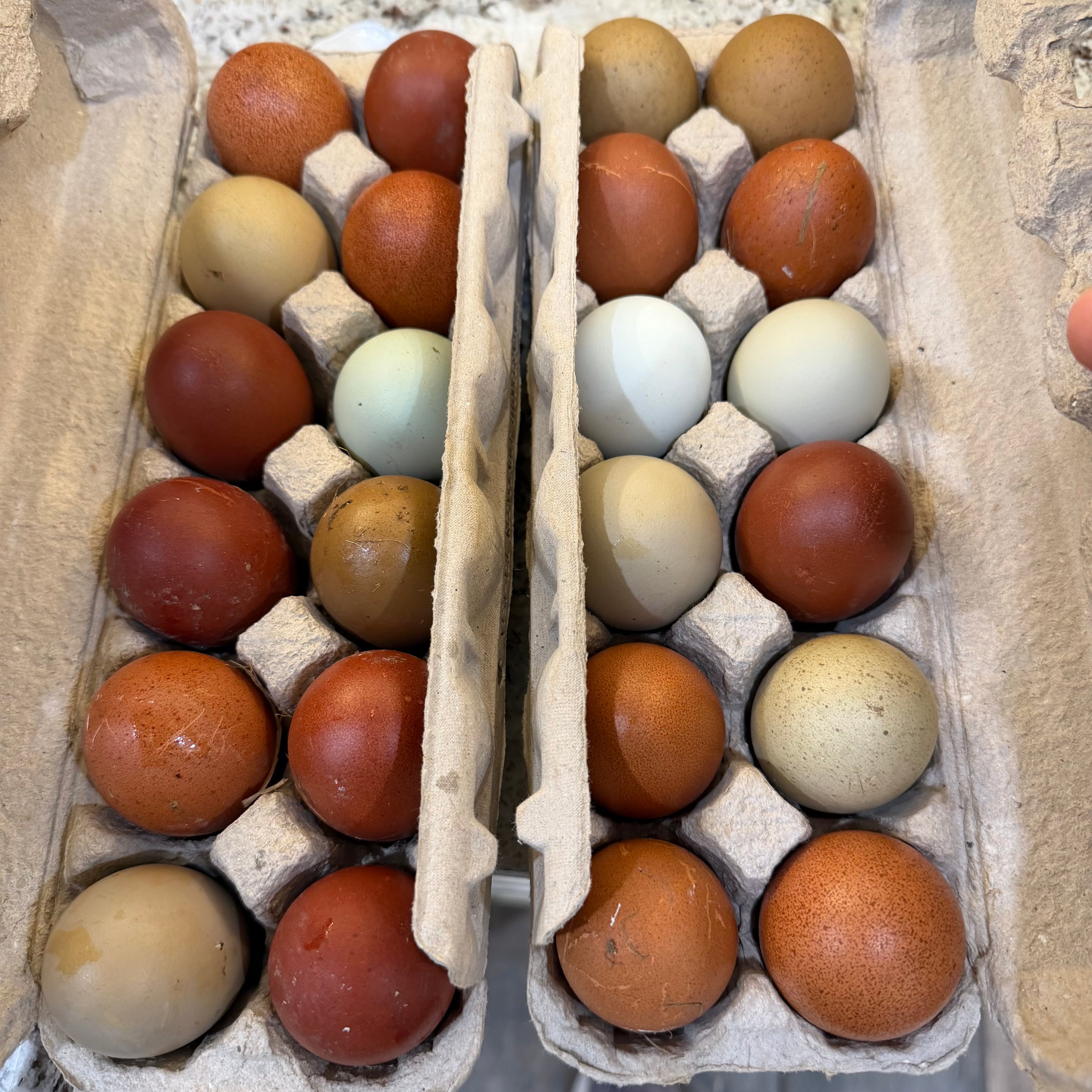 Chicken Eggs